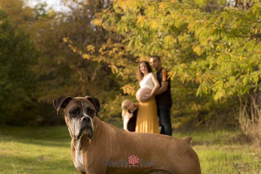 si Represalias Beneficiario Sesión de embarazo con perro boxer - Ricardo Coral Photography